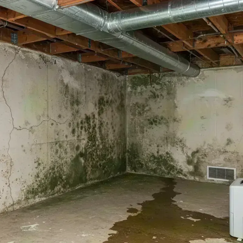 Professional Mold Removal in Washington County, MO